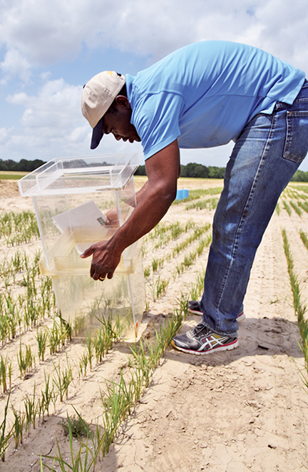 Alternate wetting and drying, other irrigation methods studied